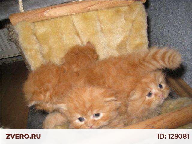 На Авито Выкладывают Не Свои Фото Котят