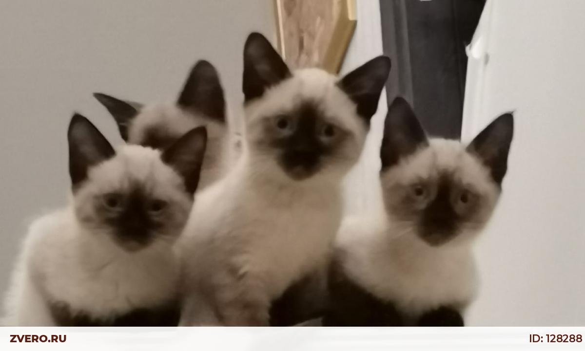 Тайская Кошка Купить