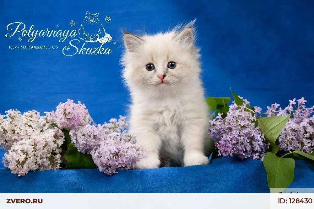 Невская Маскарадная Кошка Купить Москва Питомник