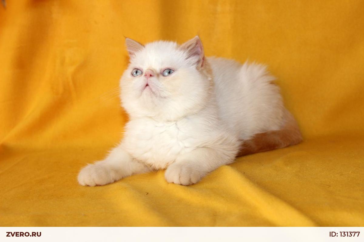 Купить Котенка Экзота Екатеринбург