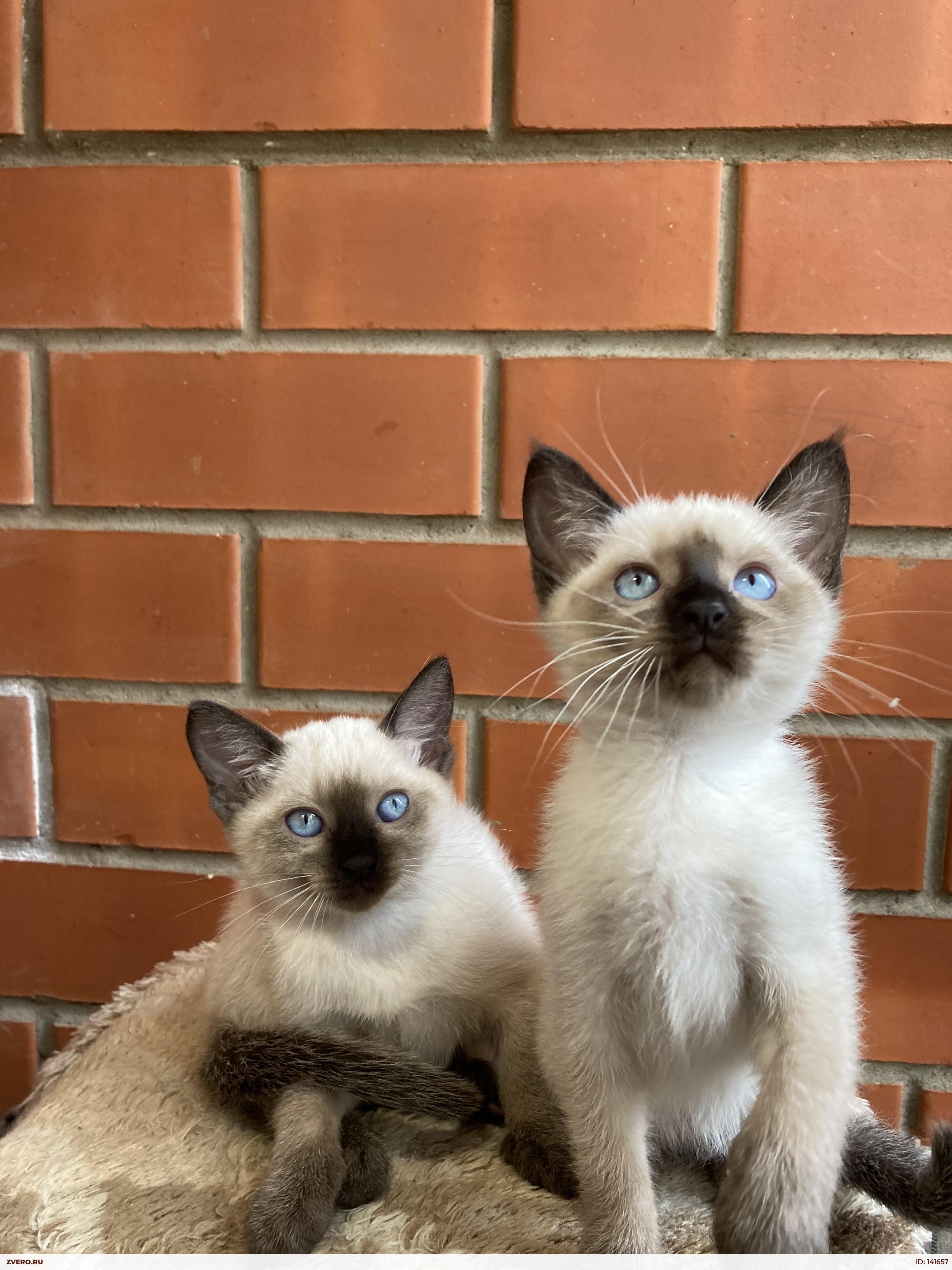 Тайская Кошка Купить