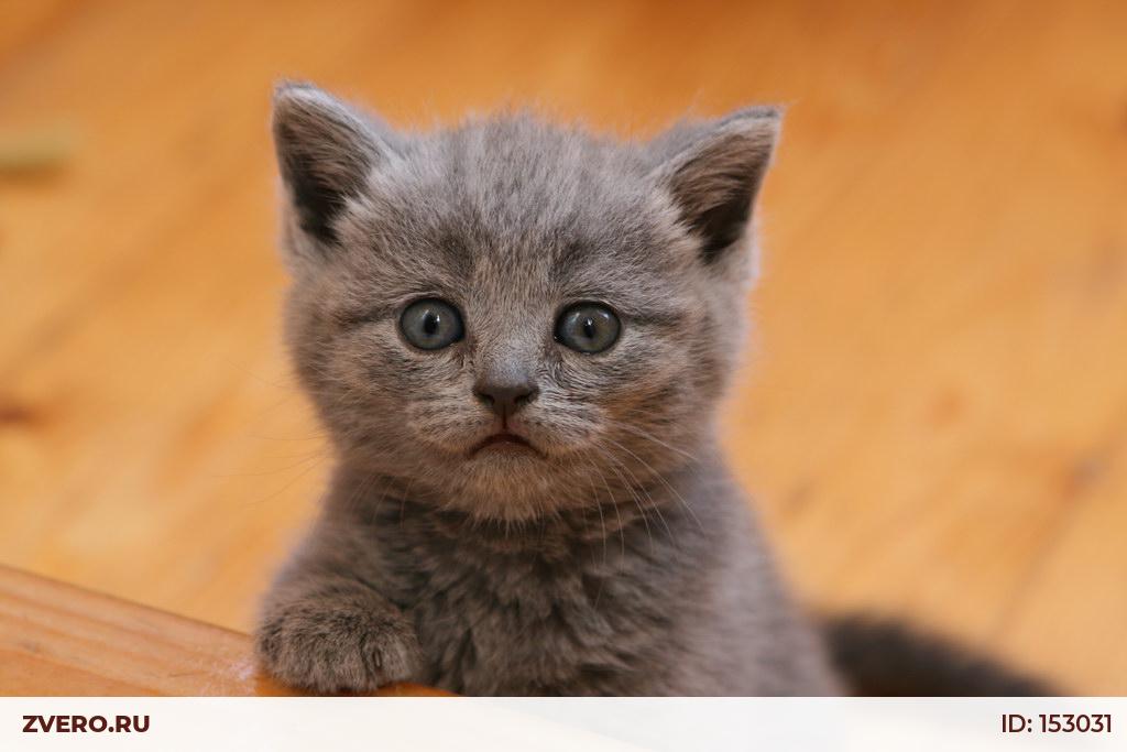 Маленький серенький похож. Серый котёнок. Котята фото. Светло серый котенок. Маленькие котята фото.