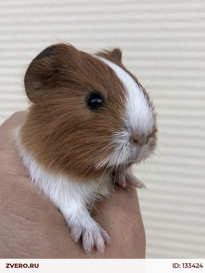 Морская свинка девочка 1 месяц — купить в Москве | Объявление №133424 ...