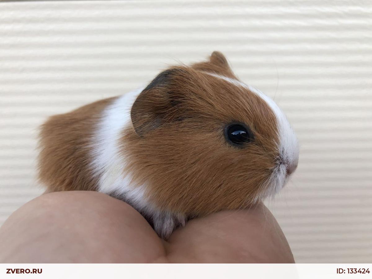 месячные у морской свинки. морская свинка обои на телефон. морская свинка порода тедди рекс. морская свинка 1 месяц. морские свинка 1 месяц.