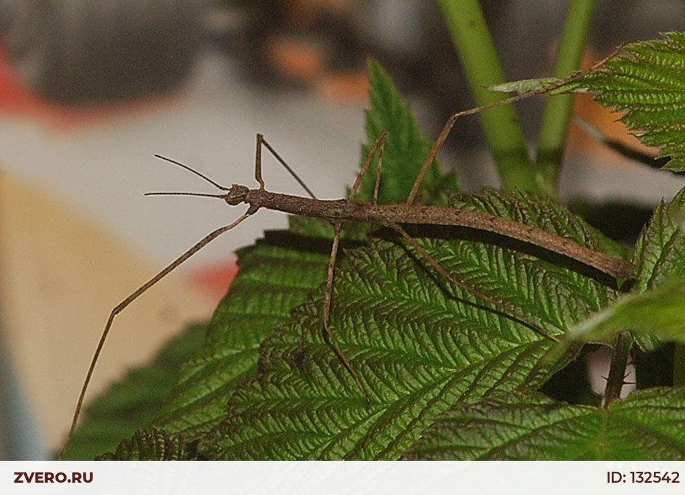 Виды палочников. Палочник Lobofemora scheirei. Вьетнамский палочник. Sipyloidea sipylus. Новогвинейский палочник самка.