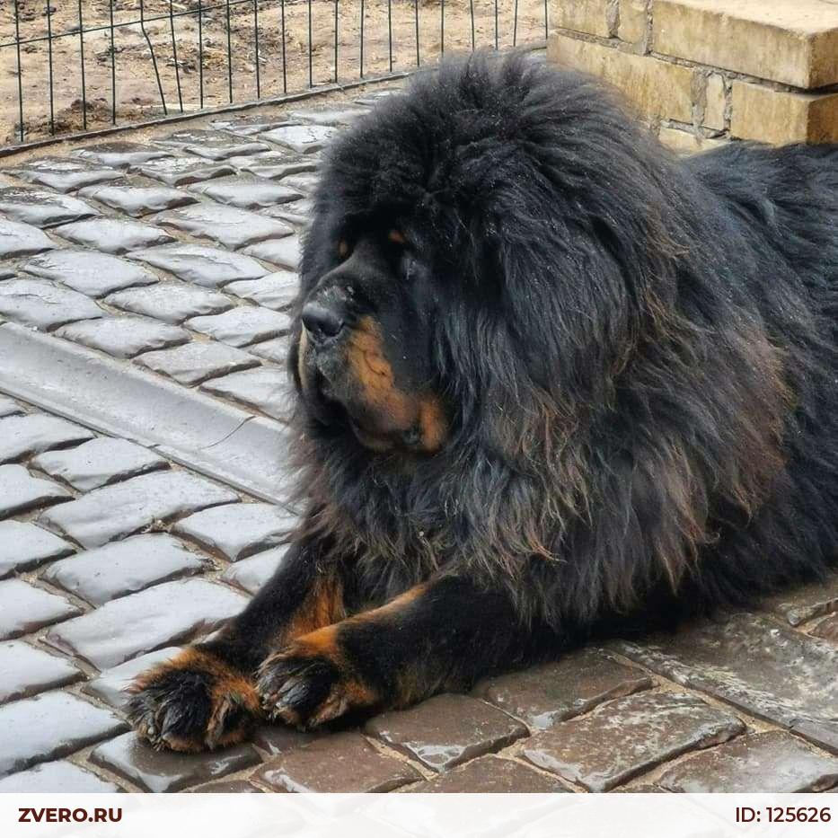 Купить Щенка Мастифа В России