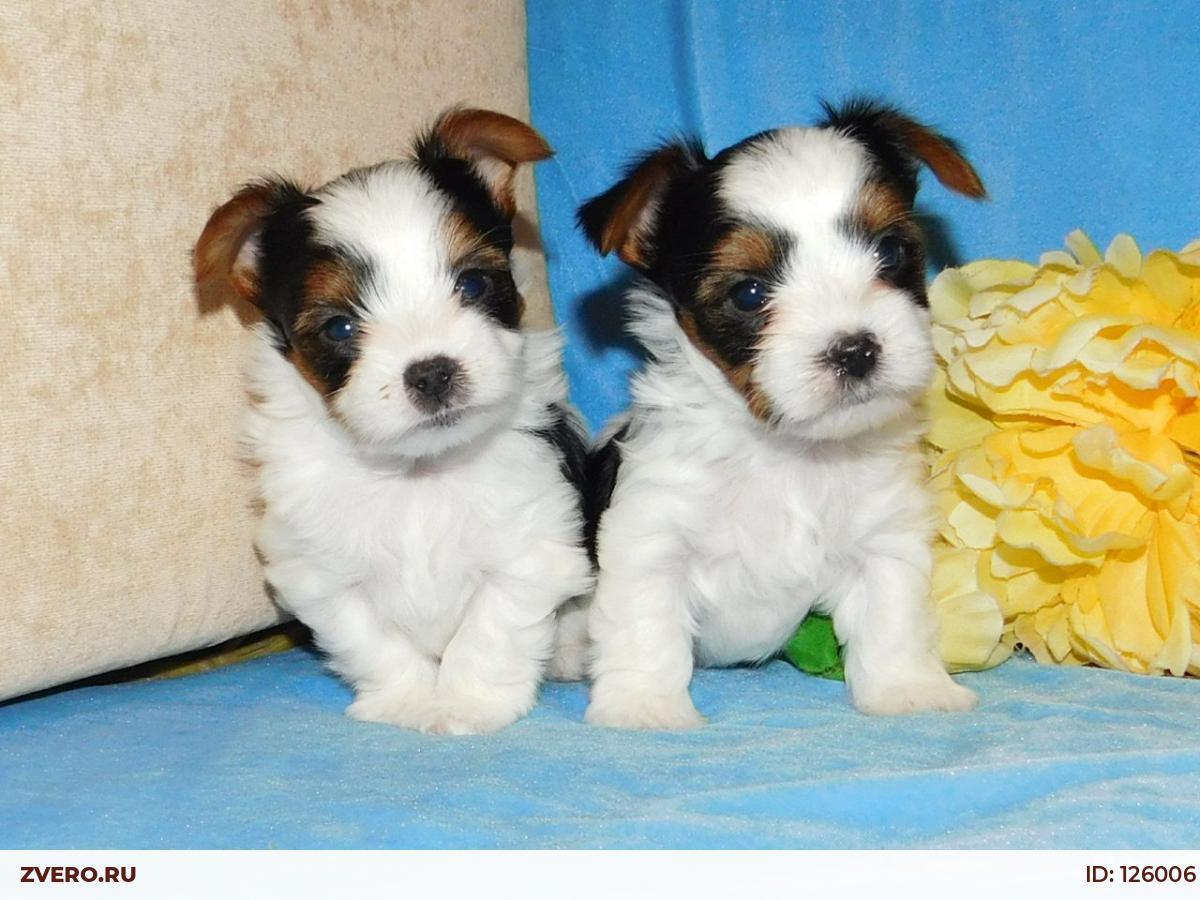 Купить Щенка Бивер В Москве Недорого