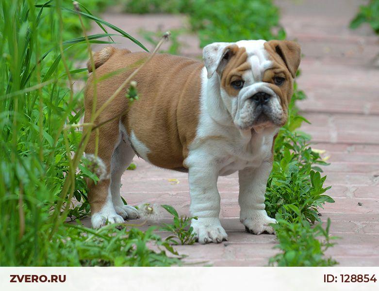 Француский бульдог - купить в Гусеве, цена 10 000 руб., продано 16 октября 2019 