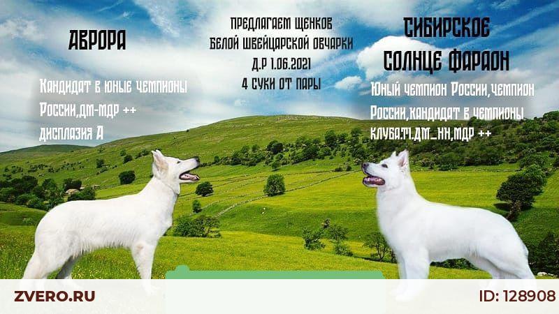 Белая Швейцарская Овчарка Купить Москва