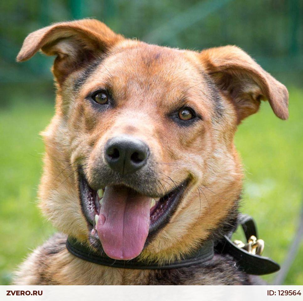 Собака вася. Улокина айно михайловна. Собака вася по 1 программе. Собака вася. Собака вася.