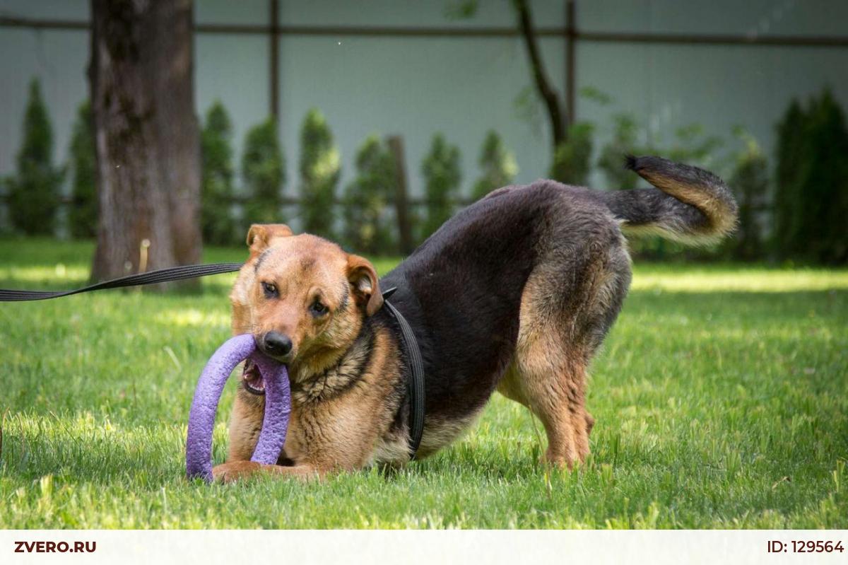 Бася собака. Собака вася. Собака вася. Собака вася. Собака вася.