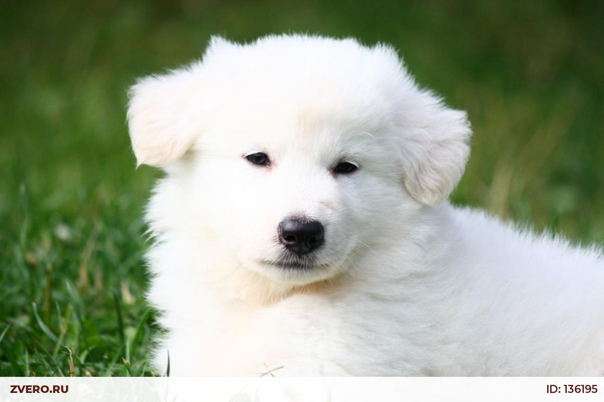 Белая Швейцарская Овчарка Купить Москва