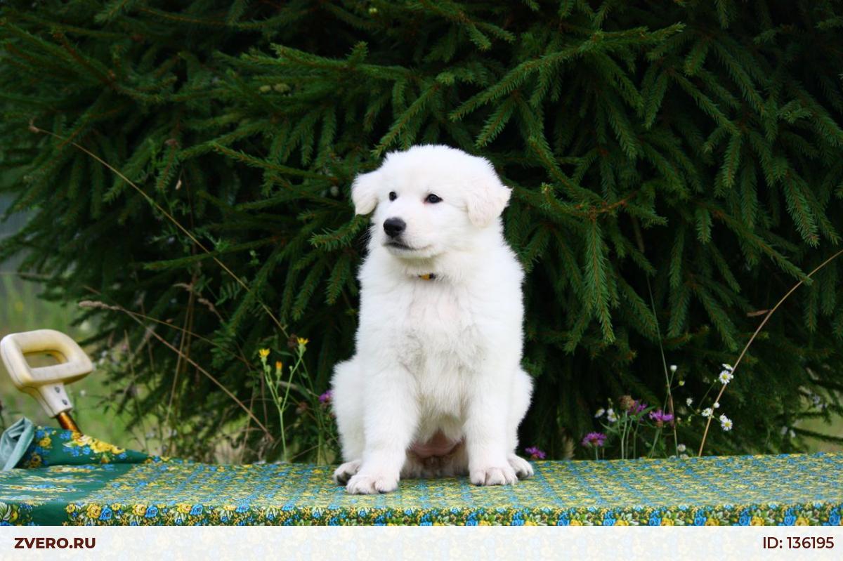 Белая Швейцарская Овчарка Купить Москва