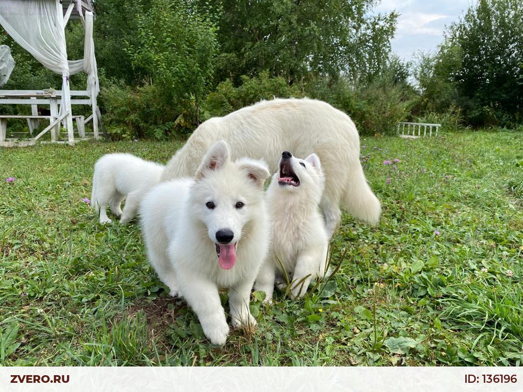 Белая Швейцарская Овчарка Купить Москва