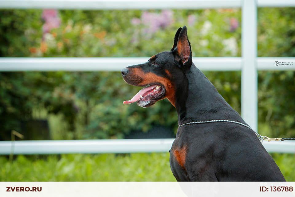 89104810842 купить щенка. иринус де феринус доберман. ркф доберман. доберман группа fci. ркф доберман.