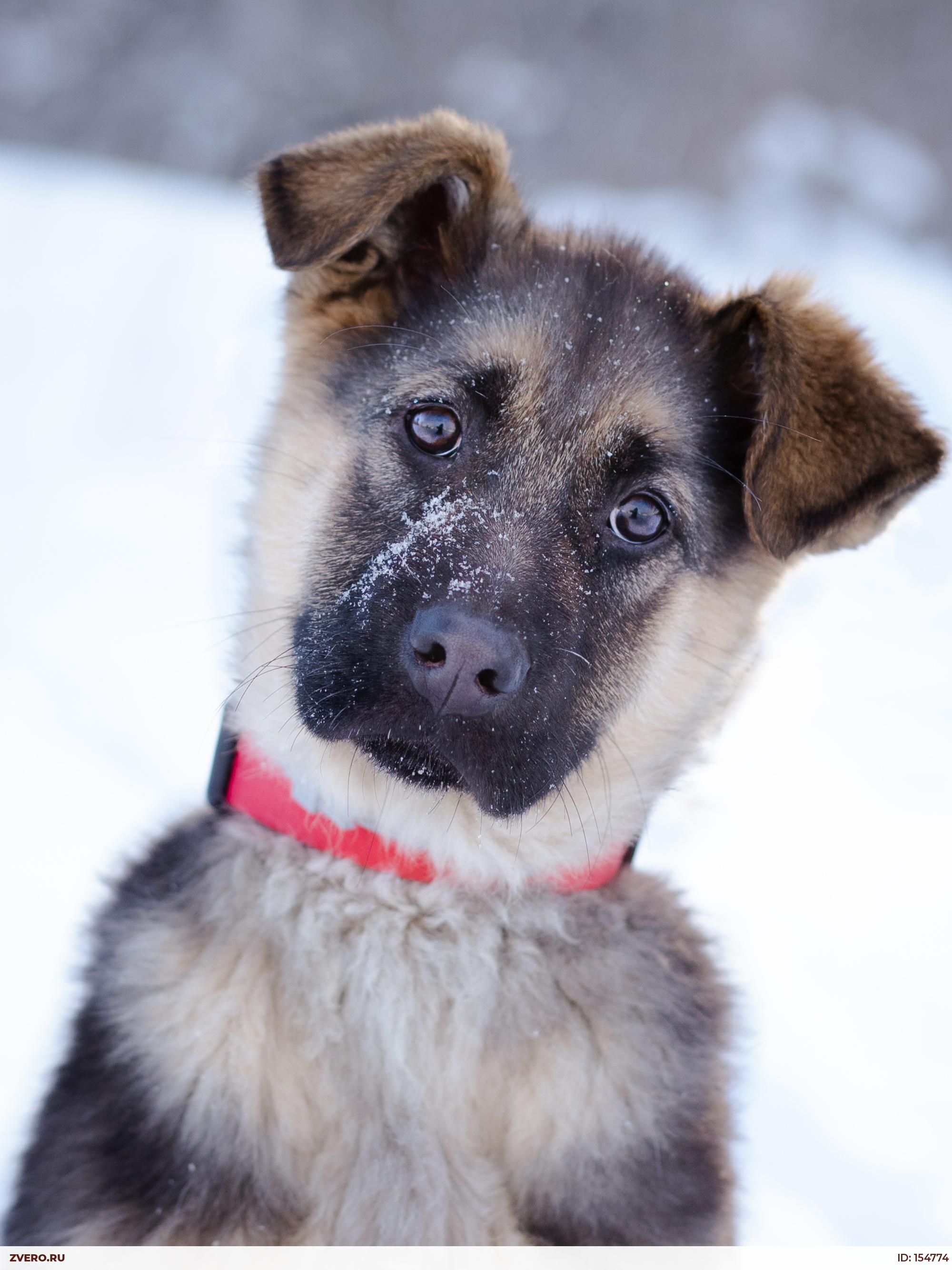 сабаки авчарки отдам в куки воронеж. отдам даром щенка овчарки. щенки овчарки в добрые. отдам даром щенка немецкой овчарки. отдам щенка овчарки архангельск.