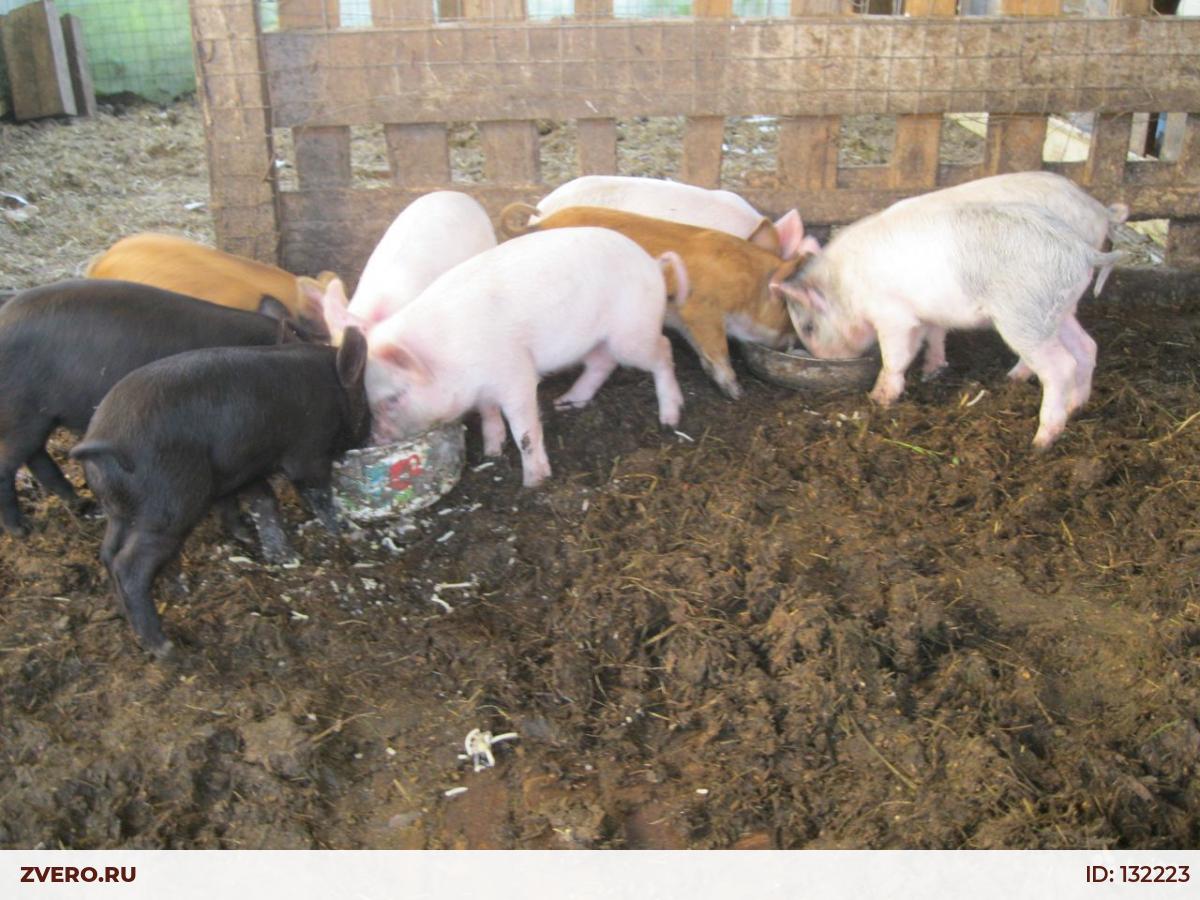 Свиньи черноземья ютуб. Свиноводство. 5 свиней. Финский ландрас. Племенные поросята.