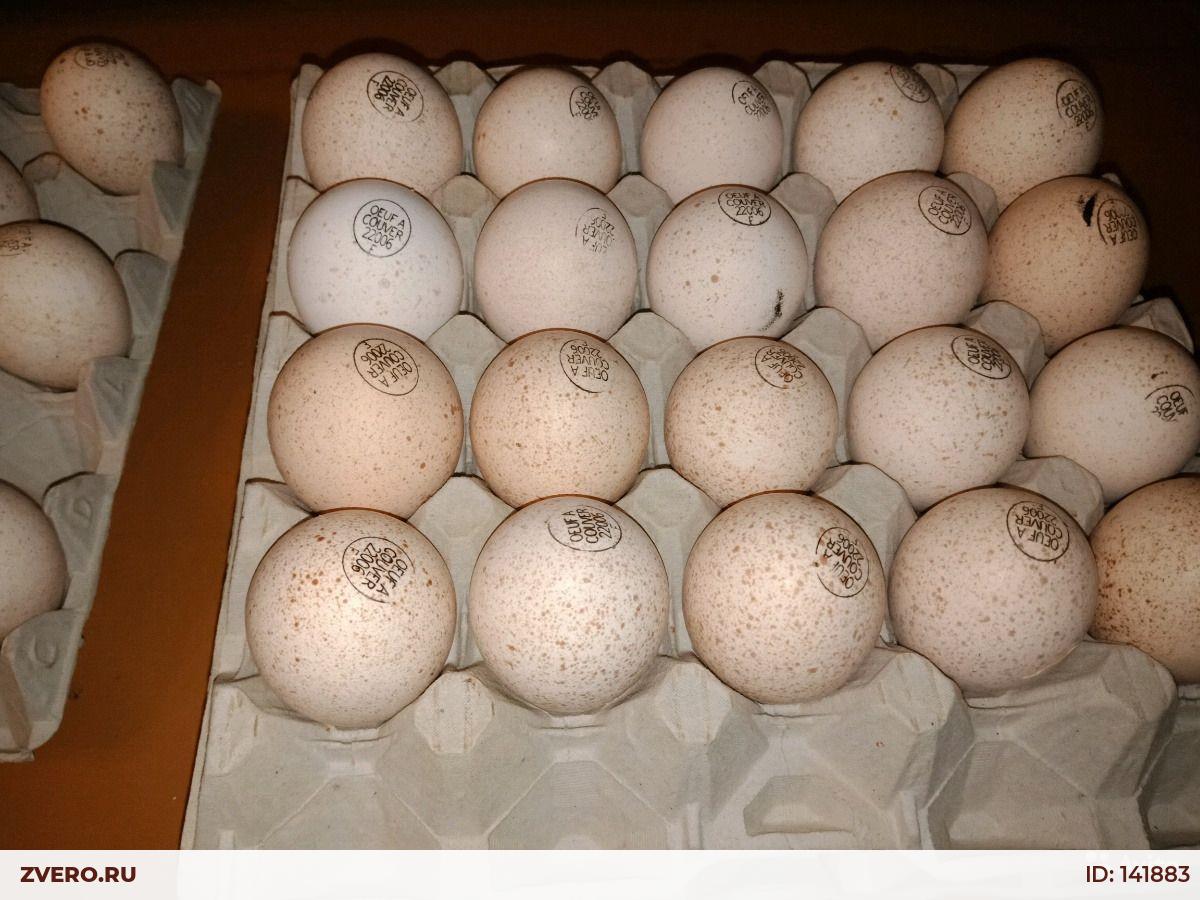 Купить инкубационное яйцо в воронежской области. Hub 1007011 яйцо инкубационное. Яйцо инкубационное бройлера цветного. Индюшиные яйца. Яйцо Биг Гринек.