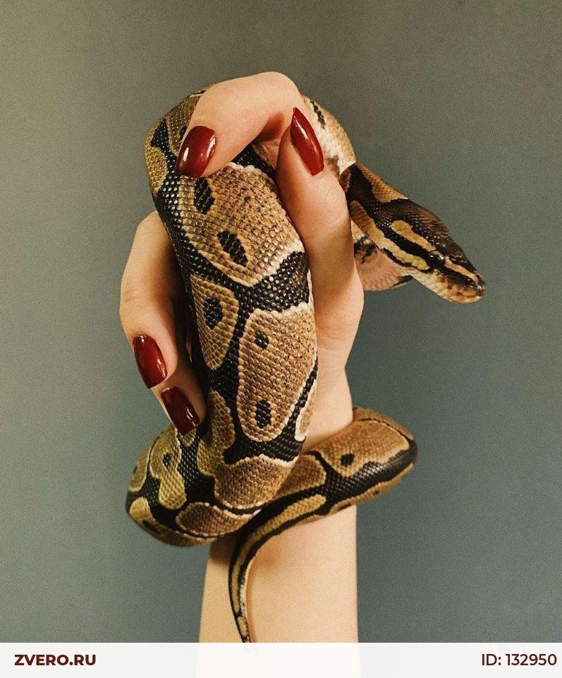 Змея СПБ. Выставка змей СПБ. Avito Snake Fashion.