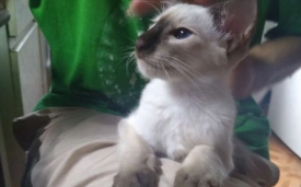 Балинезийская кошка (балинез, балийская кошка)